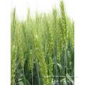 Wheat Germ Oil